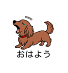 名前入りダックスロングレッド②（個別スタンプ：3）