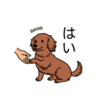 名前入りダックスロングレッド②（個別スタンプ：6）