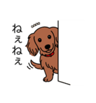 名前入りダックスロングレッド②（個別スタンプ：12）