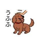 名前入りダックスロングレッド②（個別スタンプ：19）