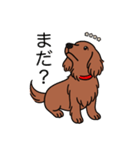 名前入りダックスロングレッド②（個別スタンプ：20）