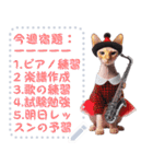 猫の音楽演奏団 ☆ メッセージボード（個別スタンプ：13）