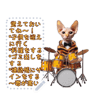 猫の音楽演奏団 ☆ メッセージボード（個別スタンプ：24）