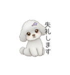 ふわふわトイプードル（仕事で使える敬語）（個別スタンプ：20）