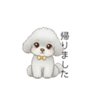 ふわふわトイプードル（仕事で使える敬語）（個別スタンプ：21）