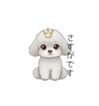 ふわふわトイプードル（仕事で使える敬語）（個別スタンプ：25）