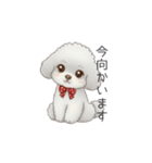 ふわふわトイプードル（仕事で使える敬語）（個別スタンプ：28）