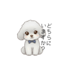 ふわふわトイプードル（仕事で使える敬語）（個別スタンプ：33）