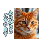 飛び出す★冬を感じる茶トラ猫_挨拶（個別スタンプ：4）