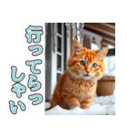 飛び出す★冬を感じる茶トラ猫_挨拶（個別スタンプ：19）