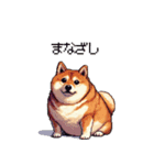 控え目表現な太っちょ柴犬（個別スタンプ：3）