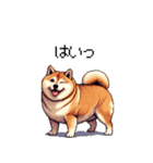 控え目表現な太っちょ柴犬（個別スタンプ：5）