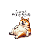 控え目表現な太っちょ柴犬（個別スタンプ：6）