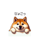 控え目表現な太っちょ柴犬（個別スタンプ：8）