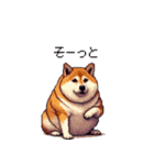 控え目表現な太っちょ柴犬（個別スタンプ：11）