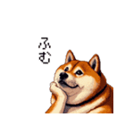 控え目表現な太っちょ柴犬（個別スタンプ：13）