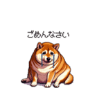 控え目表現な太っちょ柴犬（個別スタンプ：16）