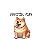 控え目表現な太っちょ柴犬（個別スタンプ：21）