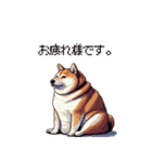控え目表現な太っちょ柴犬（個別スタンプ：31）