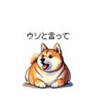 控え目表現な太っちょ柴犬（個別スタンプ：33）