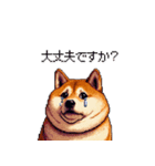 控え目表現な太っちょ柴犬（個別スタンプ：37）