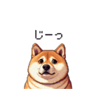 控え目表現な太っちょ柴犬（個別スタンプ：38）
