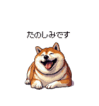 控え目表現な太っちょ柴犬（個別スタンプ：39）