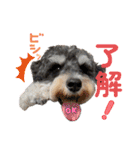 シュナウザーでん六（個別スタンプ：1）
