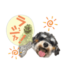 シュナウザーでん六（個別スタンプ：3）