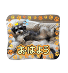 シュナウザーでん六（個別スタンプ：5）