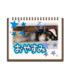 シュナウザーでん六（個別スタンプ：7）