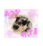 シュナウザーでん六（個別スタンプ：13）