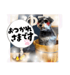 シュナウザーでん六（個別スタンプ：14）