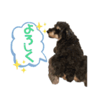 シュナウザーでん六（個別スタンプ：15）