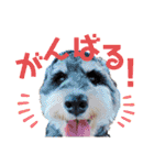 シュナウザーでん六（個別スタンプ：18）