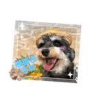 シュナウザーでん六（個別スタンプ：20）