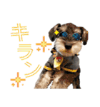 シュナウザーでん六（個別スタンプ：22）