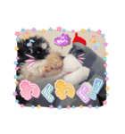 シュナウザーでん六（個別スタンプ：24）