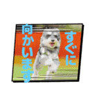 シュナウザーでん六（個別スタンプ：30）