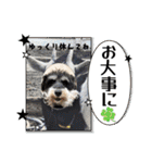 シュナウザーでん六（個別スタンプ：32）