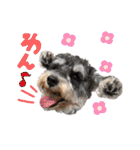 シュナウザーでん六（個別スタンプ：33）