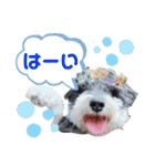 シュナウザーでん六（個別スタンプ：34）