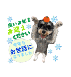 シュナウザーでん六（個別スタンプ：39）