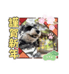 シュナウザーでん六（個別スタンプ：40）