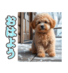 飛び出す★冬を感じるトイプードル_挨拶（個別スタンプ：1）