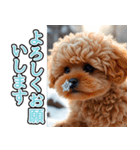 飛び出す★冬を感じるトイプードル_挨拶（個別スタンプ：5）