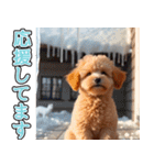 飛び出す★冬を感じるトイプードル_挨拶（個別スタンプ：17）