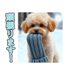 飛び出す★冬を感じるトイプードル_挨拶（個別スタンプ：18）
