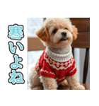 飛び出す★冬を感じるトイプードル_挨拶（個別スタンプ：22）