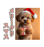 飛び出す★冬を感じるトイプードル_挨拶（個別スタンプ：23）